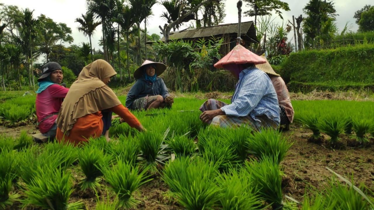 Second Home Bungalows Tetebatu Luaran gambar